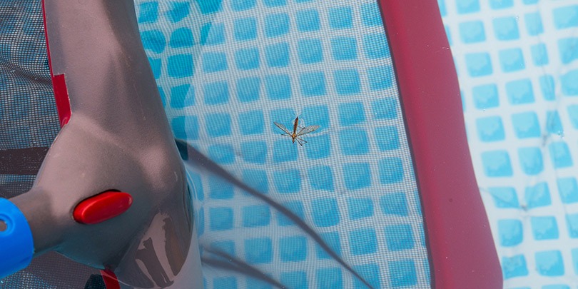 Elimina larvas de mosquito en tu piscina