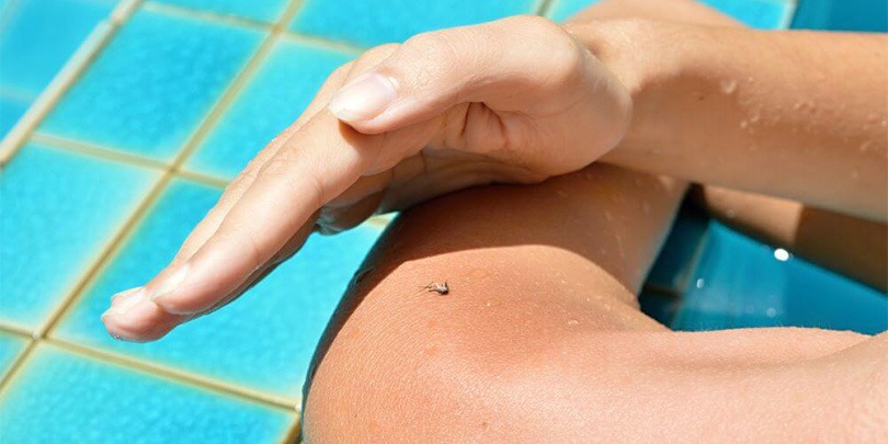 cubre la piscina para evitar mosquitos