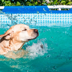 Peligros para perros en la piscina